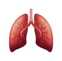 people & lung free transparent png image.