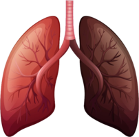 people & Lung free transparent png image.