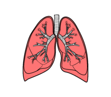 people & lung free transparent png image.