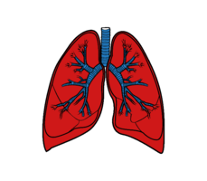 people & lung free transparent png image.