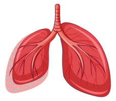 people & Lung free transparent png image.