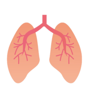 people & Lung free transparent png image.