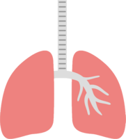 people & lung free transparent png image.