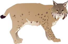 animals & Lynx free transparent png image.