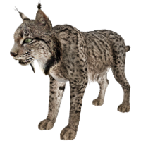 animals & lynx free transparent png image.