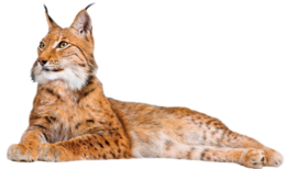 animals & lynx free transparent png image.