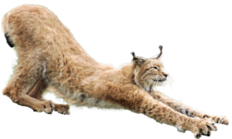 animals & Lynx free transparent png image.