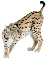 animals & lynx free transparent png image.