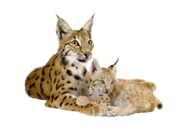 animals & Lynx free transparent png image.