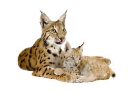 animals & lynx free transparent png image.