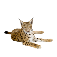 animals & lynx free transparent png image.