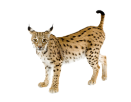 animals & Lynx free transparent png image.