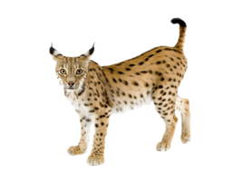 animals & lynx free transparent png image.