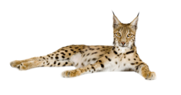 animals & lynx free transparent png image.