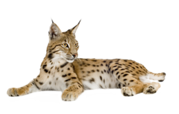 animals & Lynx free transparent png image.