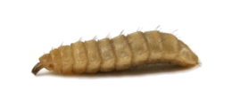 insects & Maggots free transparent png image.