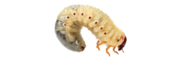 insects & Maggots free transparent png image.