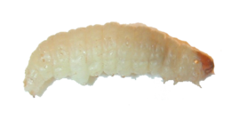 insects & maggots free transparent png image.