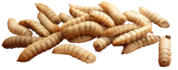 insects & maggots free transparent png image.