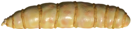 insects & Maggots free transparent png image.