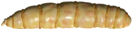 insects & maggots free transparent png image.