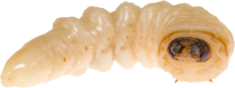 insects & Maggots free transparent png image.