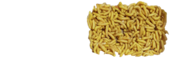 insects & Maggots free transparent png image.