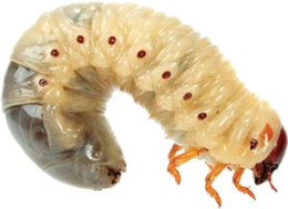 insects & Maggots free transparent png image.