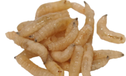 insects & Maggots free transparent png image.