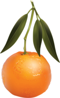 fruits & mandarin free transparent png image.