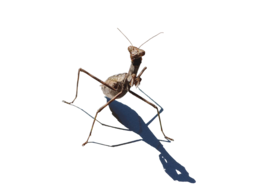 insects & mantis free transparent png image.