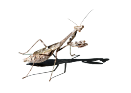 insects & mantis free transparent png image.