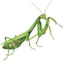 insects & mantis free transparent png image.