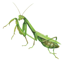 insects & Mantis free transparent png image.