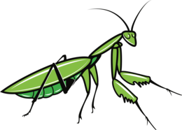 insects & Mantis free transparent png image.