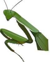 insects & mantis free transparent png image.