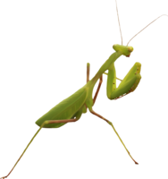 insects & mantis free transparent png image.
