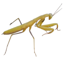 insects & Mantis free transparent png image.