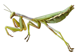 insects & mantis free transparent png image.