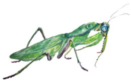 insects & Mantis free transparent png image.