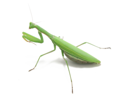 insects & Mantis free transparent png image.