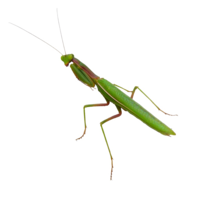 insects & Mantis free transparent png image.