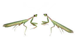 insects & mantis free transparent png image.