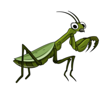 insects & mantis free transparent png image.