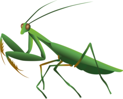 insects & mantis free transparent png image.