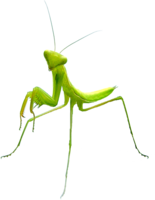 insects & Mantis free transparent png image.