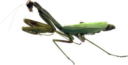 insects & Mantis free transparent png image.