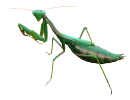 insects & mantis free transparent png image.