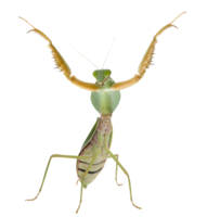 insects & mantis free transparent png image.