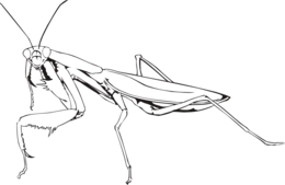 insects & mantis free transparent png image.